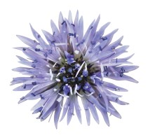 Kubelblumenabbildung