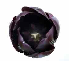 schwarze Tulpe Abbildung