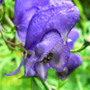 Aconitum
