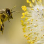 Apis