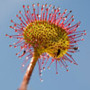 Drosera
