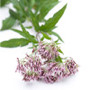 Eupatorium perfoliatum