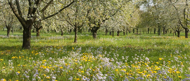 Heuschnupfen – wenn die Pollen im Anflug sind
