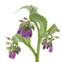 Symphytum